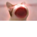 BELUGA/POP CAT ARMY