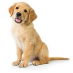 Animal Safety Group