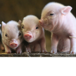 Pig Fam