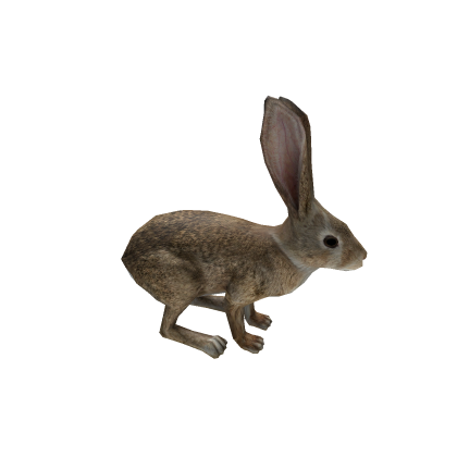 Rabbit Rig Animations