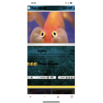 Fish United Kingdom Of Fish