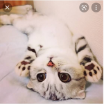 Grupinho gatinhos