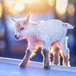 Billy, GOATS, Gruff