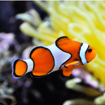 max fish