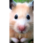 The Mythic Hamsters