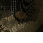 Hamster squadron!