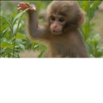 Monkey GUCCI Squad <3