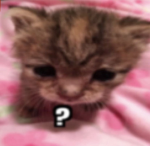 EchoKitty