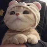 xiaos ,
