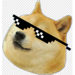 Cool-Doge Team