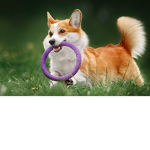 CorgiNation