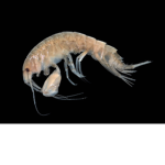 Crustacean Gang