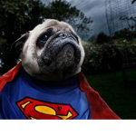 pug kid fan group