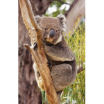 Koala troop