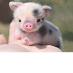 PIGGYS RULE