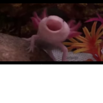 Wolves and axolotls