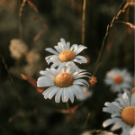—daisies.clothing—
