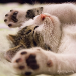 Cats ONLY :3