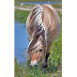 Pony squad for life