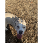 about my dog named Chapo :(