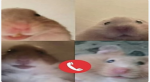 Call the Hamsters