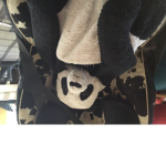 Panda chris