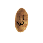 Pᴏᴛᴀᴛᴏ sqᴜᴀᴅ
