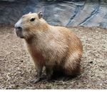 capybara groupchat
