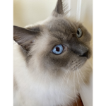 Meow mop inc
