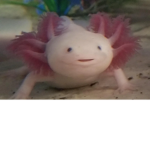 The axolotl species!