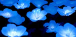 My_lovely_flowers