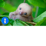 .+*Silly Sloths*+.