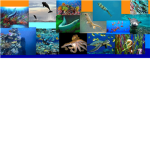 ocean group 2