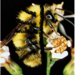 The cool bee