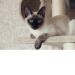 The cult of the worship of Cats :3