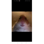 Hamster army!!