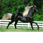 Horse Fan Group Wild's YT Channel