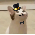 Dancin Doges