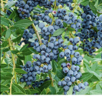 ~Blueberry~army