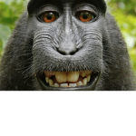 Monkeydudes jungle
