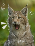 Cat jroop