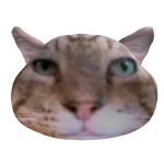 Kot Nosok