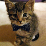 I LOVE KITTENS!!!