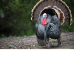 Turkey Retaliators