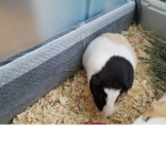 GuineaPigStudiosOfficial