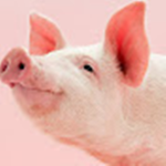Piggo Games