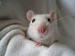 ratinhos :D