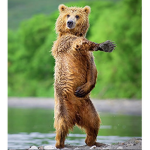 WoowooBear