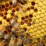 Bee - Hive