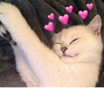 $HIMMERCAT$